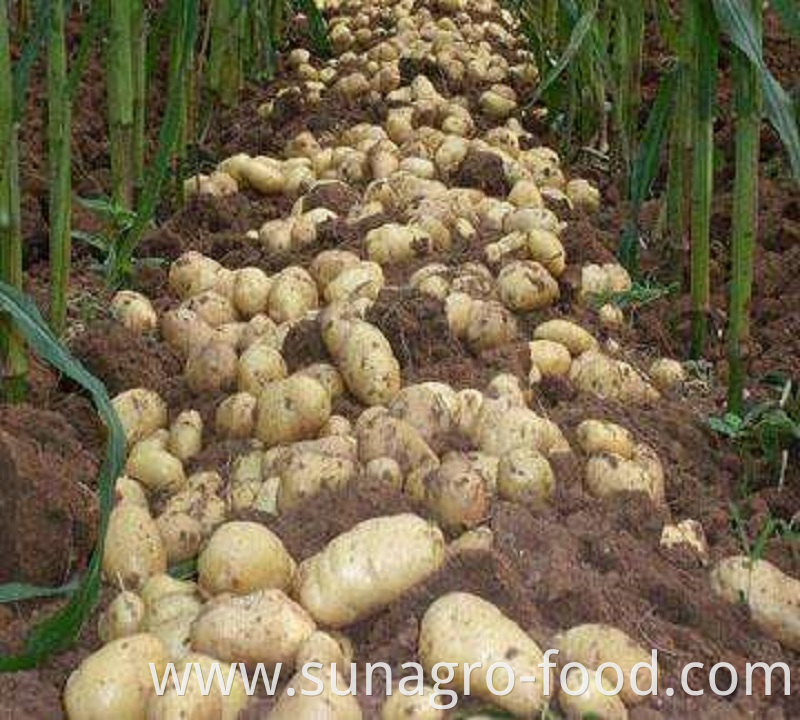 High Yield And Quality Potatoes